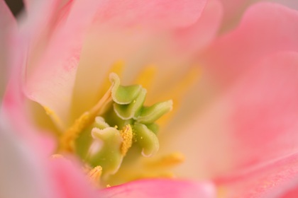 blumen fotografie