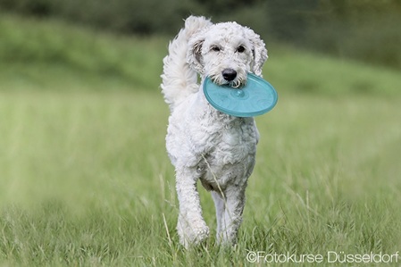hundefotografie bewegung