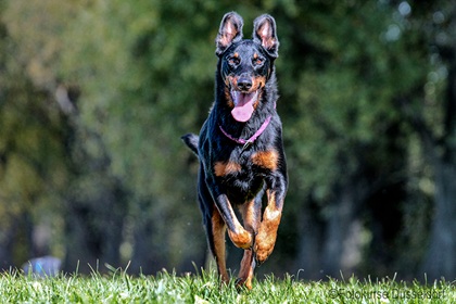 hundefotografie