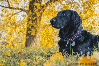 Hundefotografie